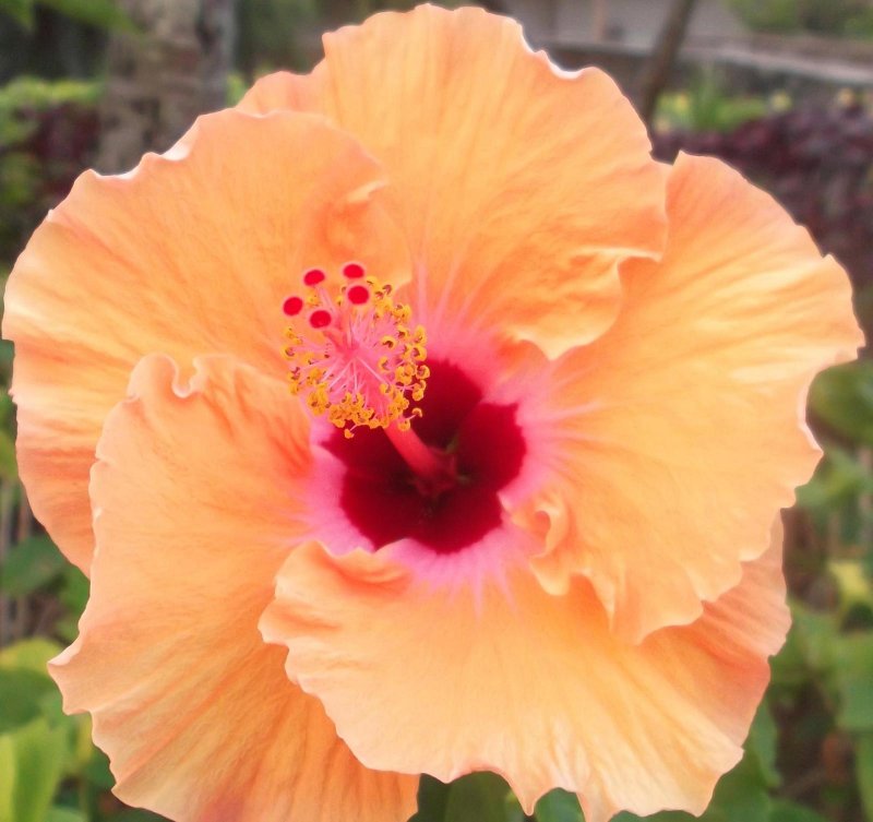 Hibiscus brackenridgei на Гавайях