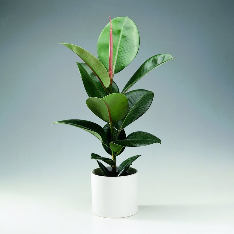 Фикус каучуконосный (Rubber Plant)
