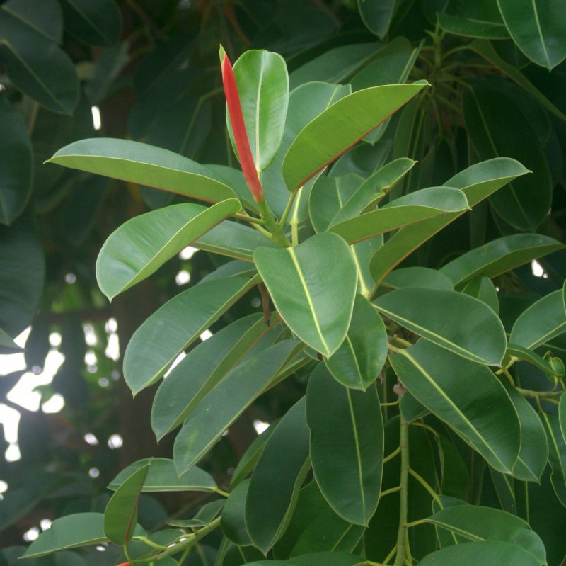 Фикус elastica robusta