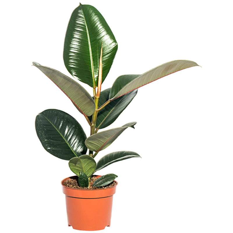 Фикус elastica robusta