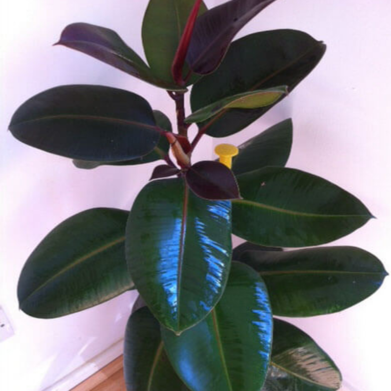 Фикус каучуконосный Ficus elastica