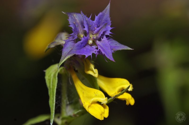 Melampyrum nemorosum Марьянник Дубравный цветок
