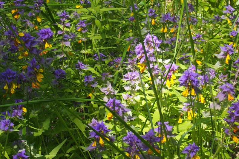 Марьянник Дубравный (Melampyrum nemorosum)-