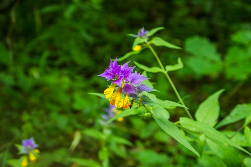 Марьянник Дубравный (Melampyrum nemorosum)-