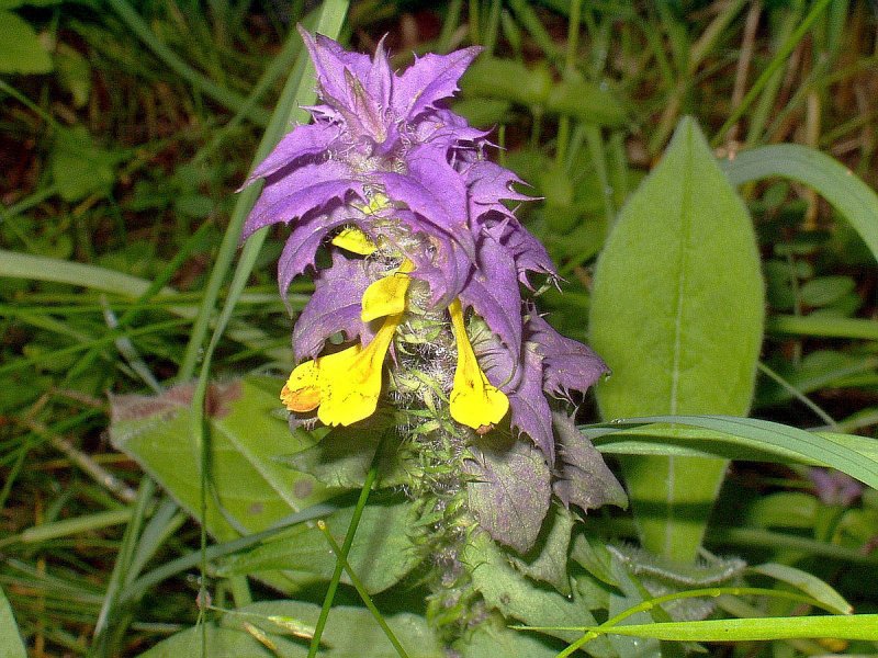 Melampyrum nemorosum Марьянник Дубравный цветок