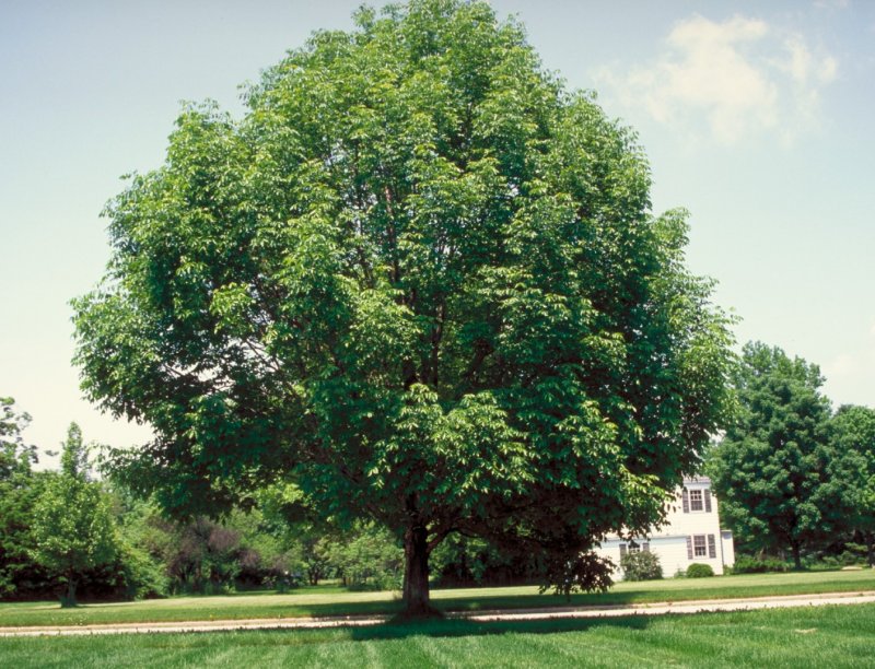 "Ясень обыкновенный (Fraxinus Exсelsior