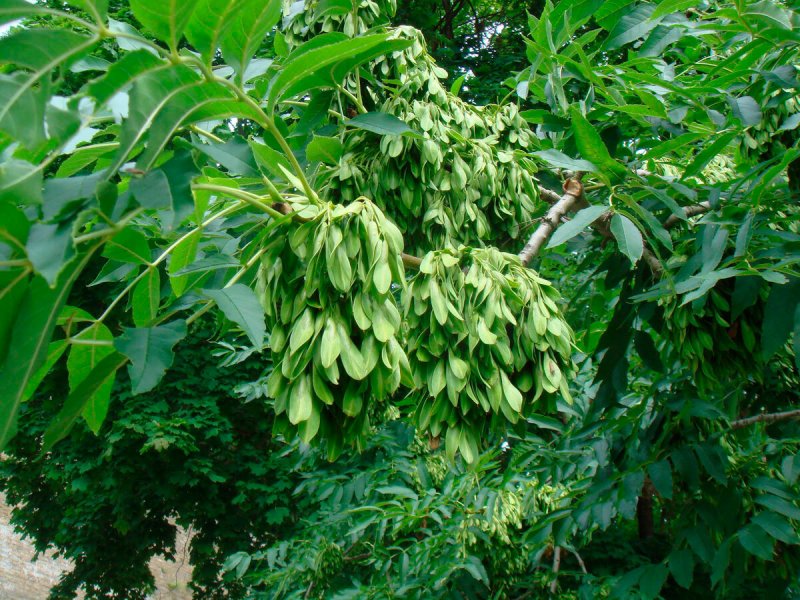 Ясень маньчжурский Fraxinus mandshurica