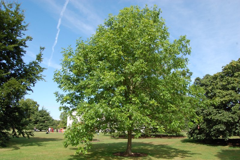 Ясень высокий (Fraxinus Excelsior) pendula