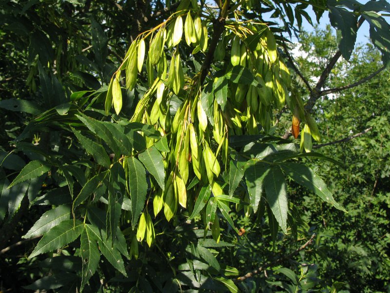 Ясень обыкновенный Fraxinus Excelsior семена