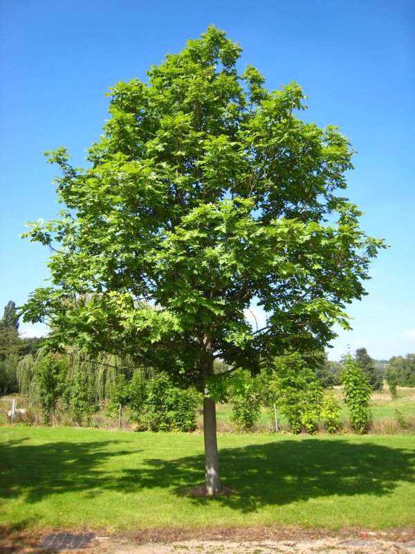 "Ясень обыкновенный (Fraxinus Exсelsior
