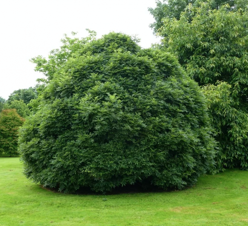 Ясень обыкновенный Fraxinus Excelsior