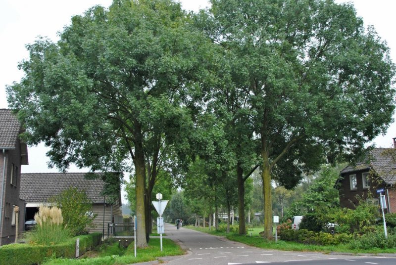 Ясень (Fraxinus)