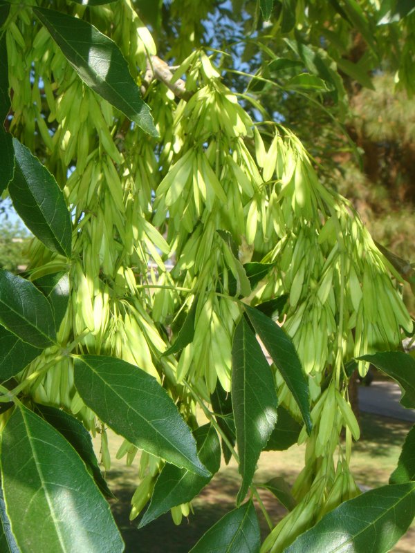 Fraxinus Excelsior лист