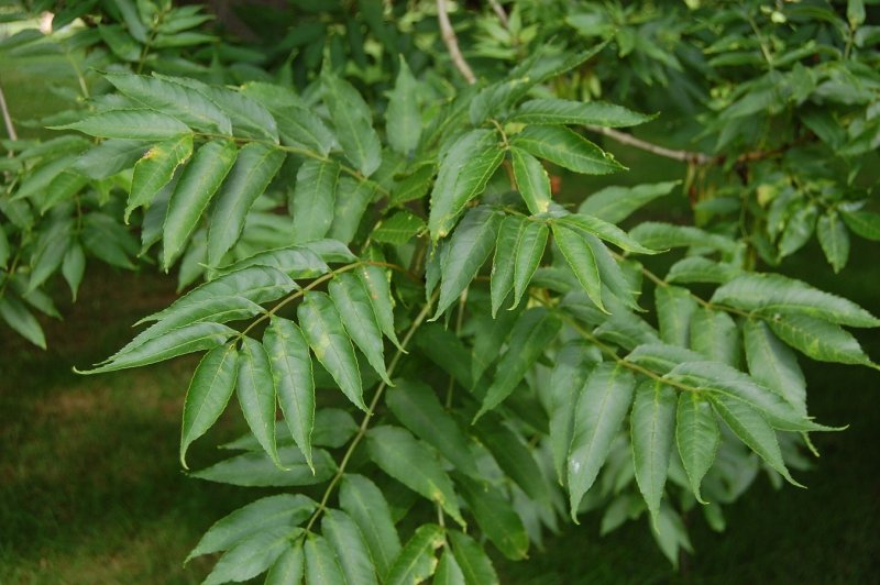 Ясень обыкновенный Fraxinus Excelsior