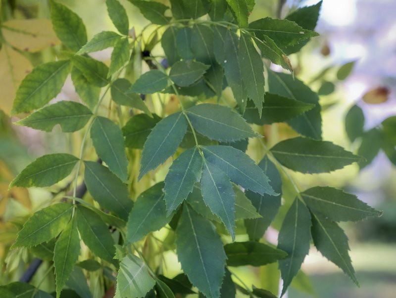 Ясень зеленый Fraxinus lanceolata