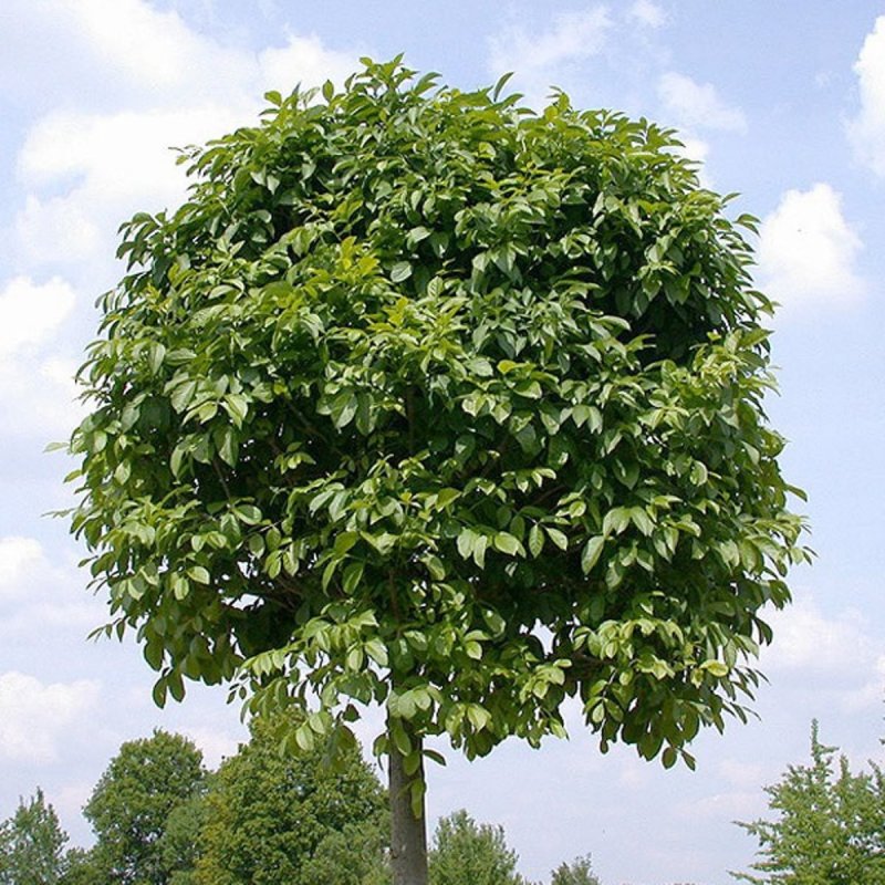 Ясень обыкновенный Fraxinus Excelsior