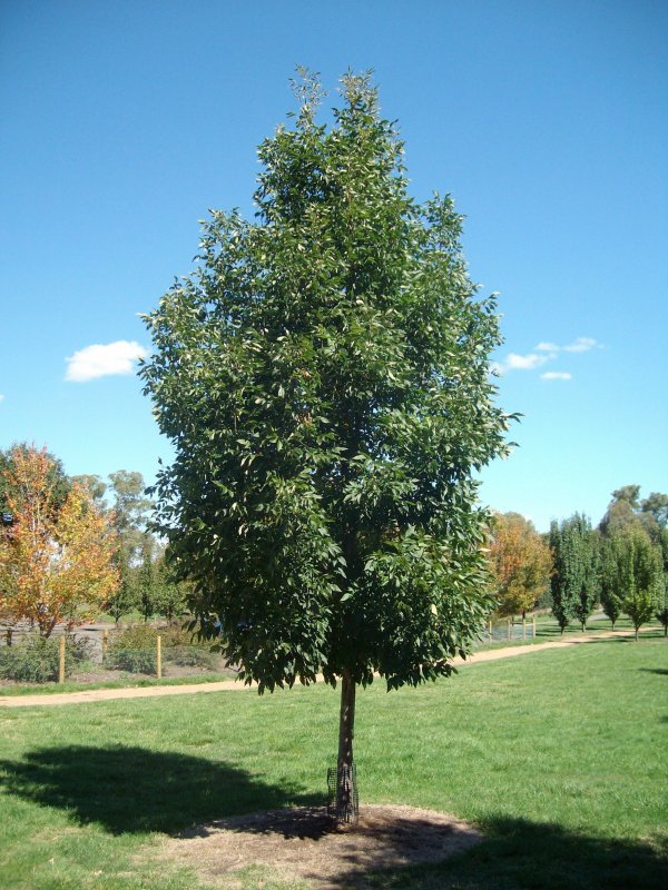 Fraxinus Americana