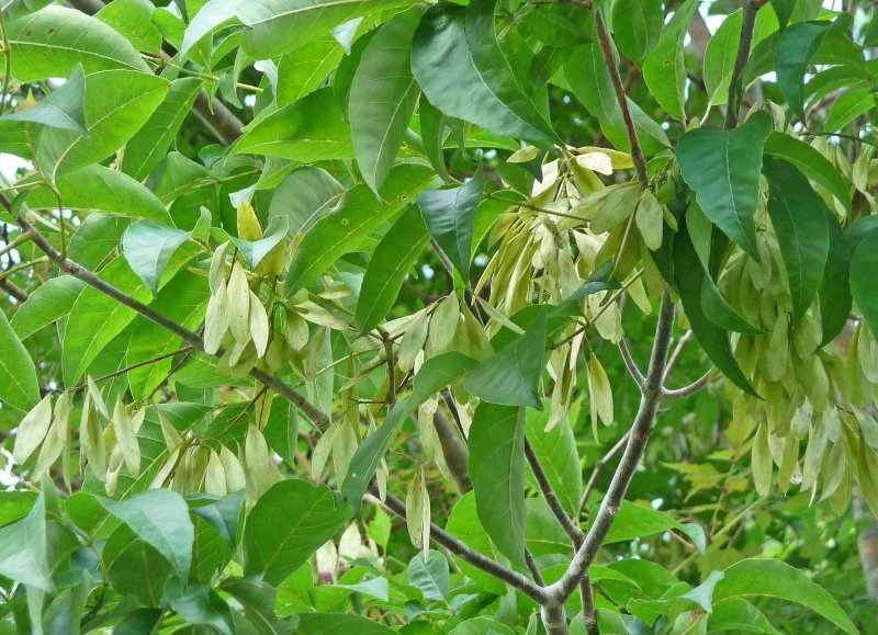 Ясень маньчжурский (лат. Fráxinus mandshurica)