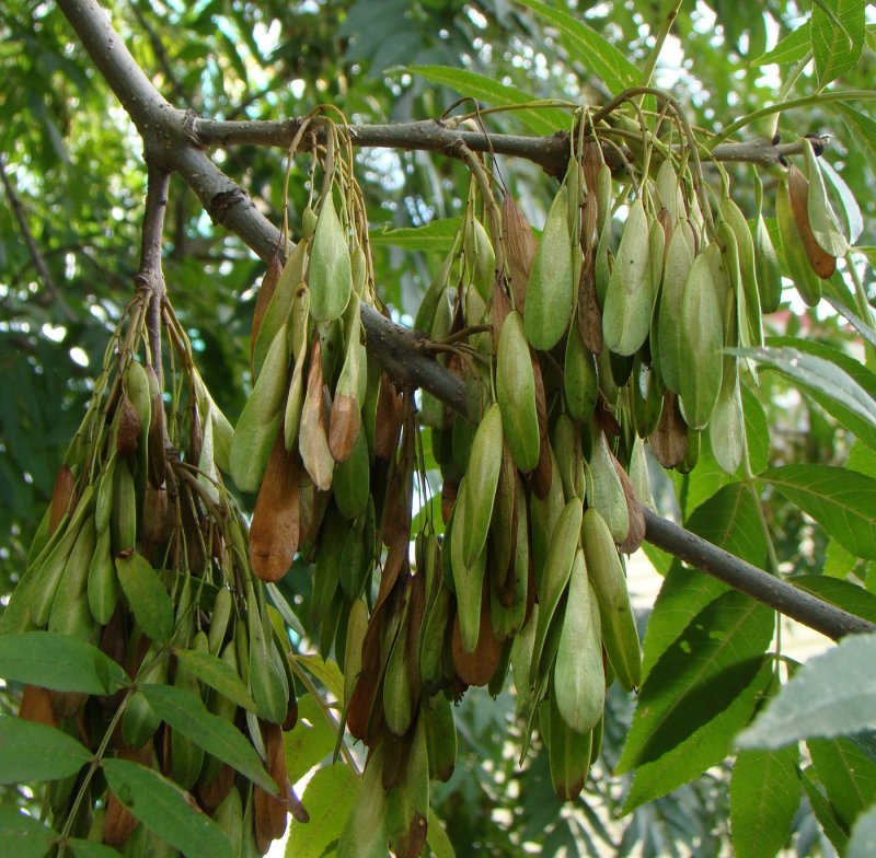 Ясень маньчжурский Fraxinus mandshurica