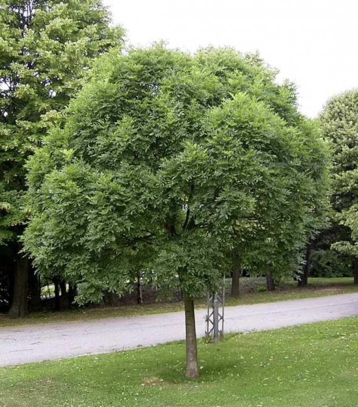 "Ясень обыкновенный (Fraxinus Exсelsior