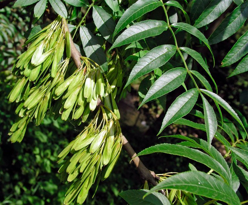"Ясень обыкновенный (Fraxinus Exсelsior