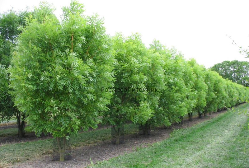 Ясень зеленый Fraxinus lanceolata