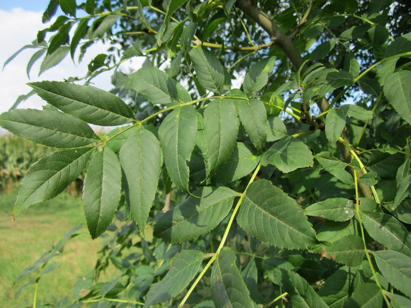 Ясень обыкновенный Fraxinus Excelsior