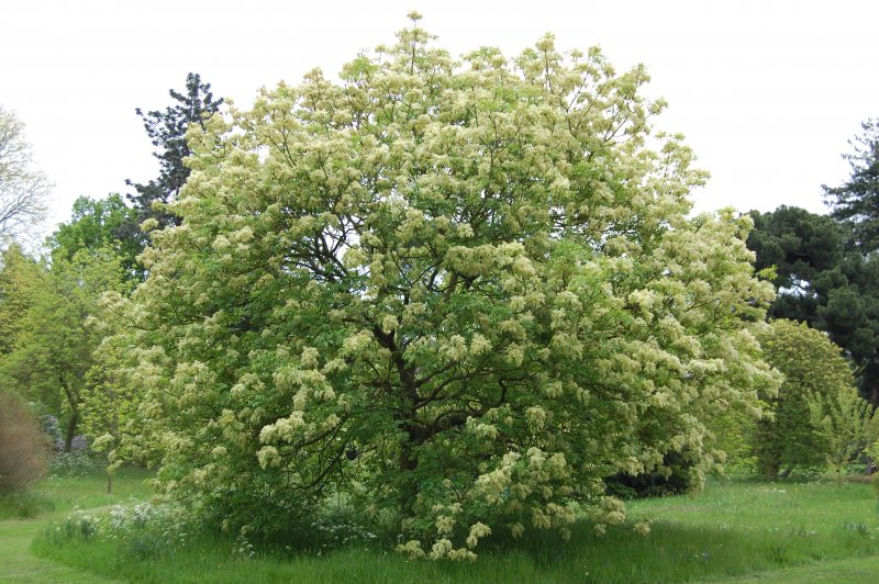 Ясень обыкновенный Fraxinus Excelsior l.
