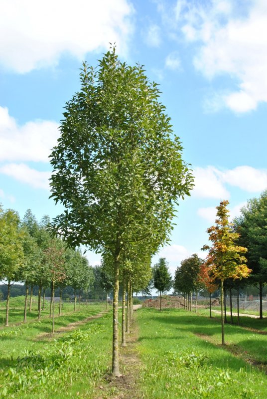Ясень обыкновенный Fraxinus Excelsior