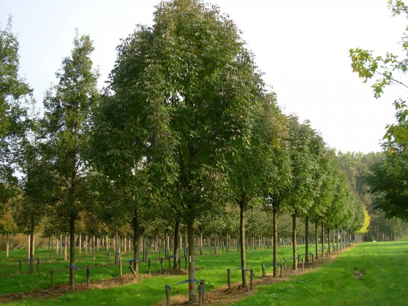 Ясень обыкновенный Fraxinus Excelsior