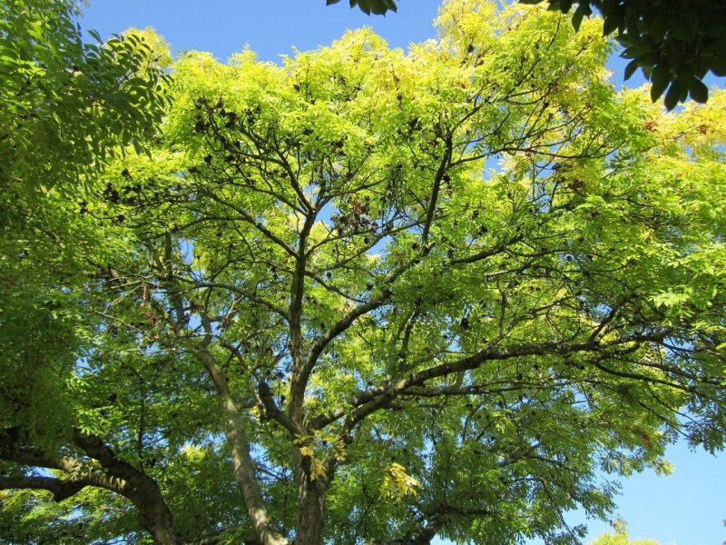 Fraxinus Excelsior лист