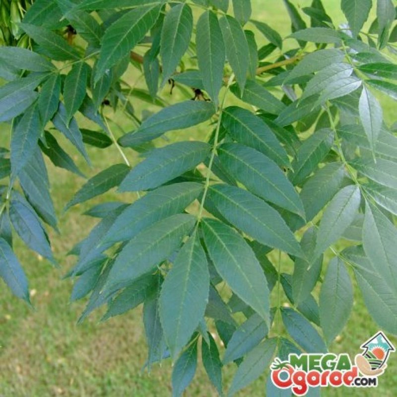 Ясень высокий (Fraxinus Excelsior) pendula