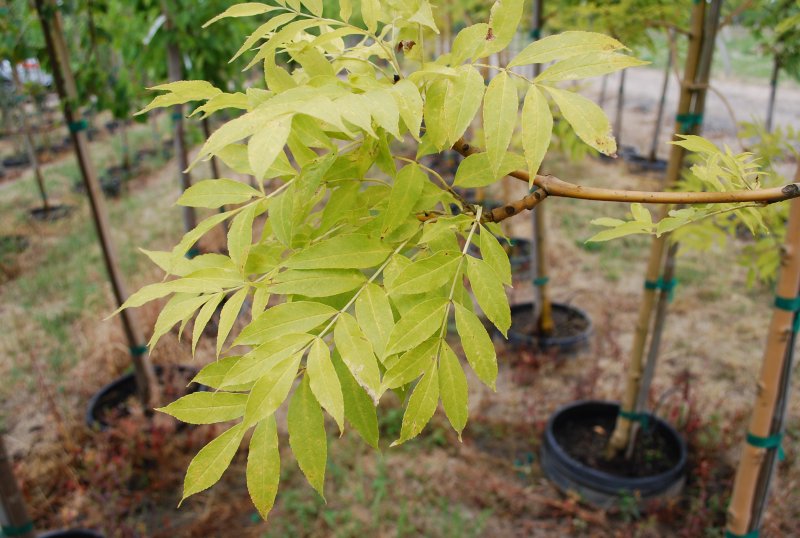 Ясень пенсильванский Fraxinus pennsylvanica