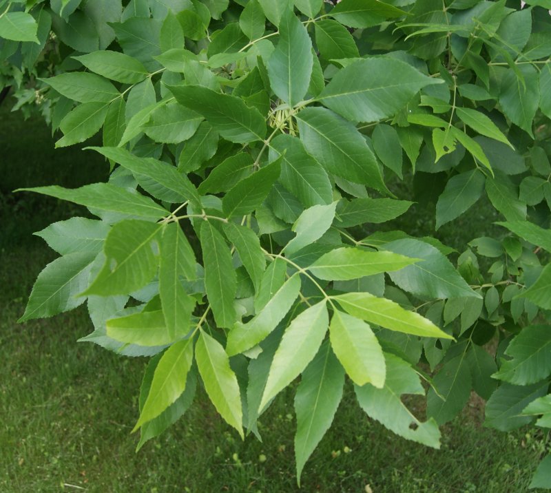 Ясень зеленый Fraxinus lanceolata
