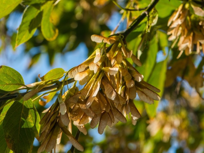 Ясень зеленый Fraxinus lanceolata
