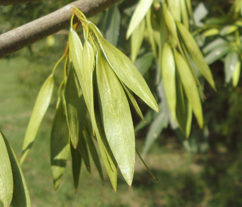 Ясень маньчжурский Fraxinus mandshurica