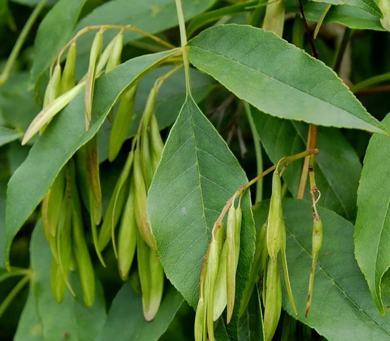Fraxinus Excelsior
