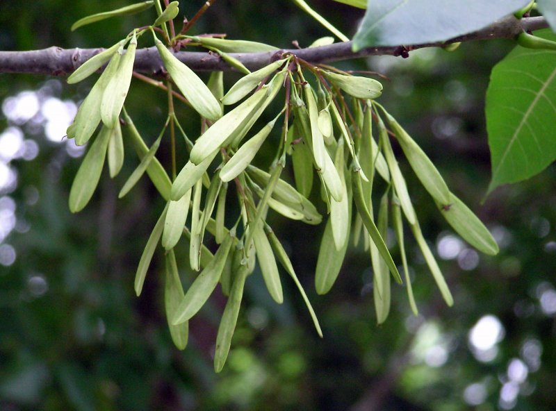 Ясень обыкновенный Fraxinus Excelsior