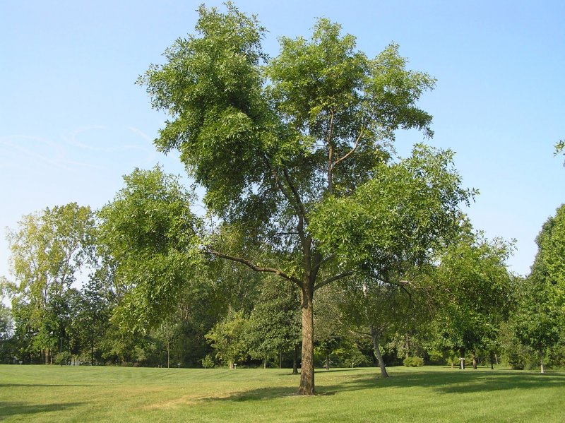 Ясень обыкновенный Fraxinus Excelsior