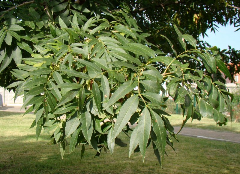 Ясень обыкновенный 'Argenteovariegata'
