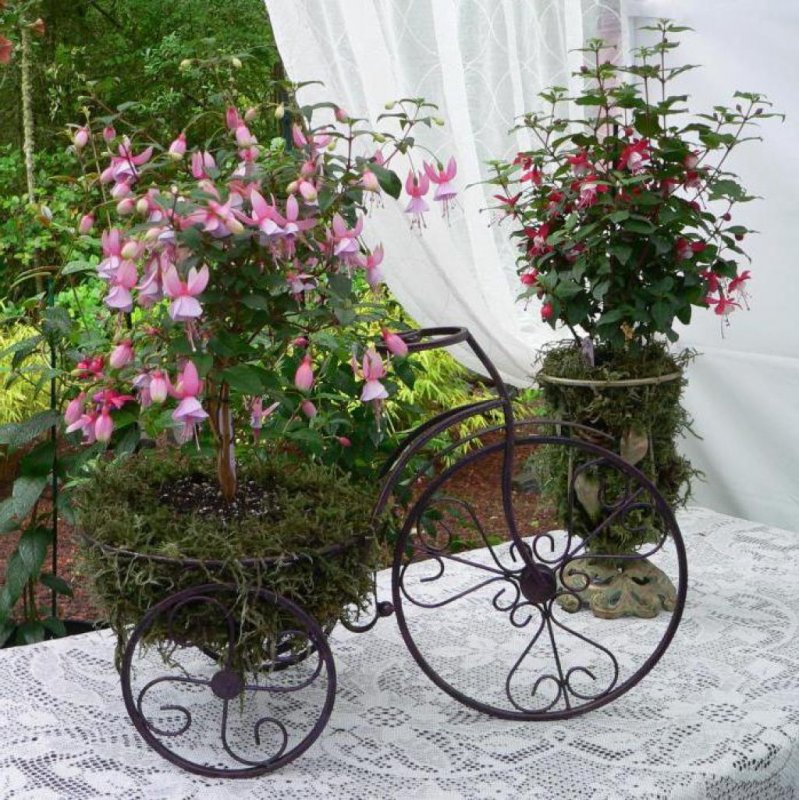 Фуксия ампельная