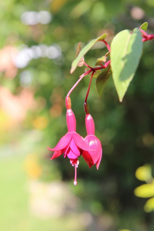 Фуксия Fuchsia Trailing Sunbeam Paloma