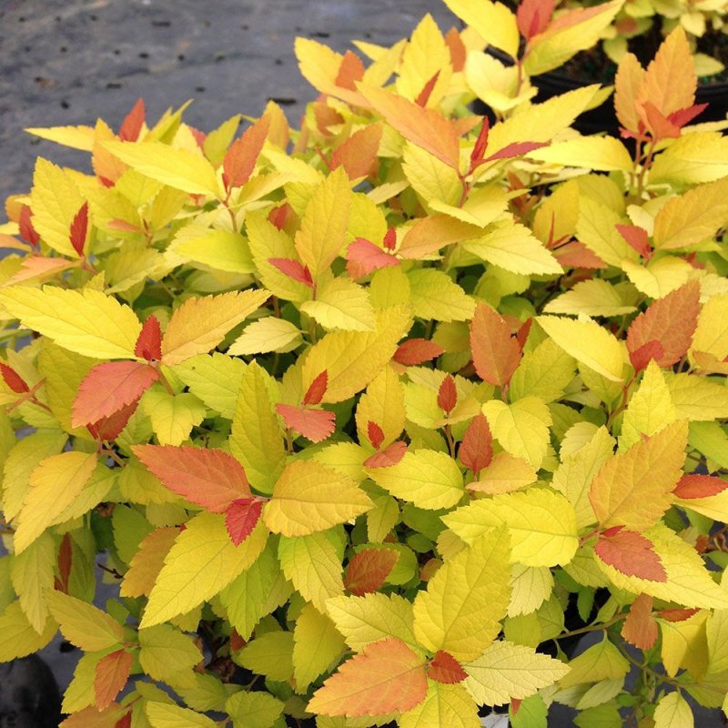 Спирея японская "Голдфлейм" Spiraea japonica "Goldflame"