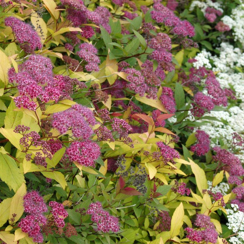Spiraea japonica Goldflame