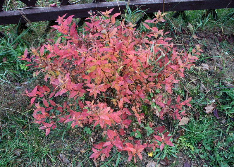 Спирея японская (Spiraea japonica `Goldflame`)