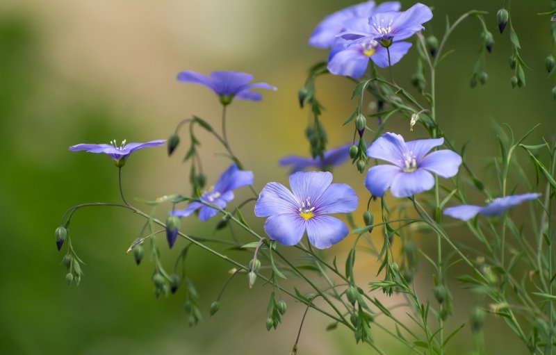 Linum usitatissimum - лен обыкновенный