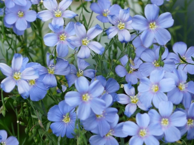 Linum lewisii