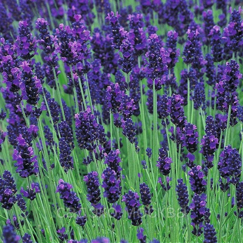 Лаванда Hidcote Blue Lavandula