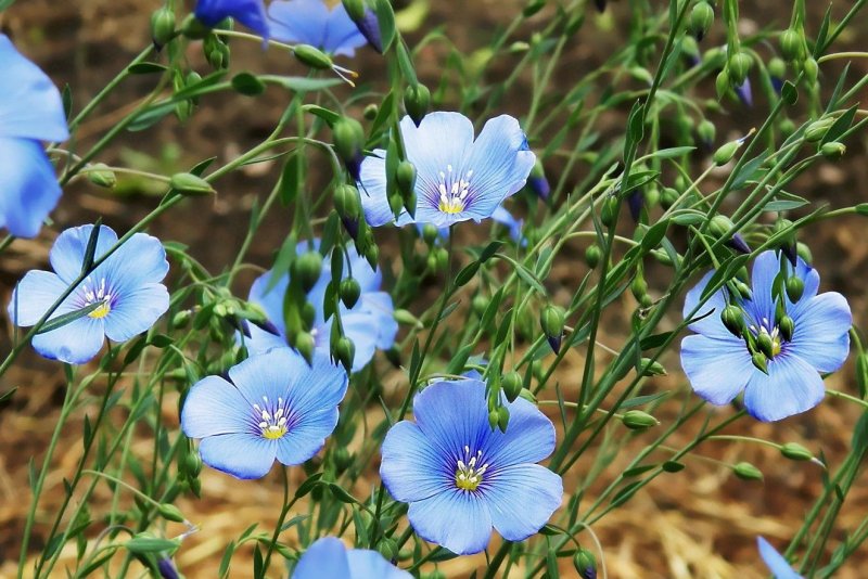Лён обыкновенный (Linum usitatissimum l.)