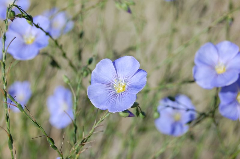 Лен многолетний Linum perénne